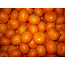 Chinese High Quality Fresh Baby Mandarin